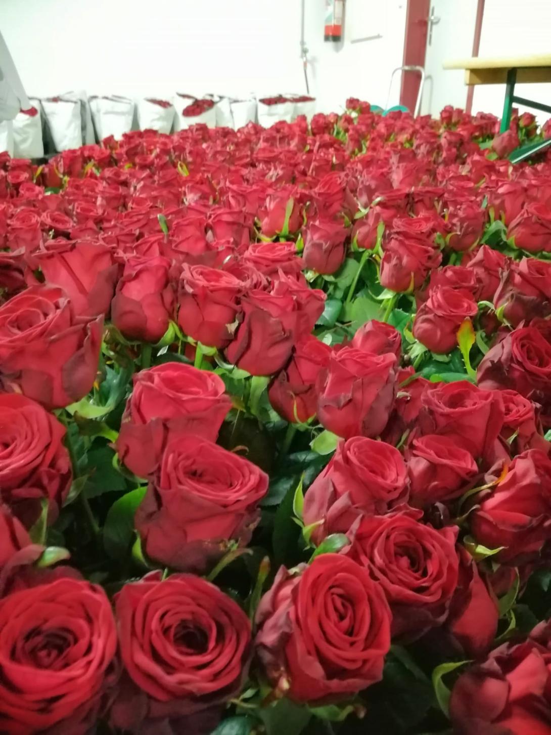 Vente des Roses 2023